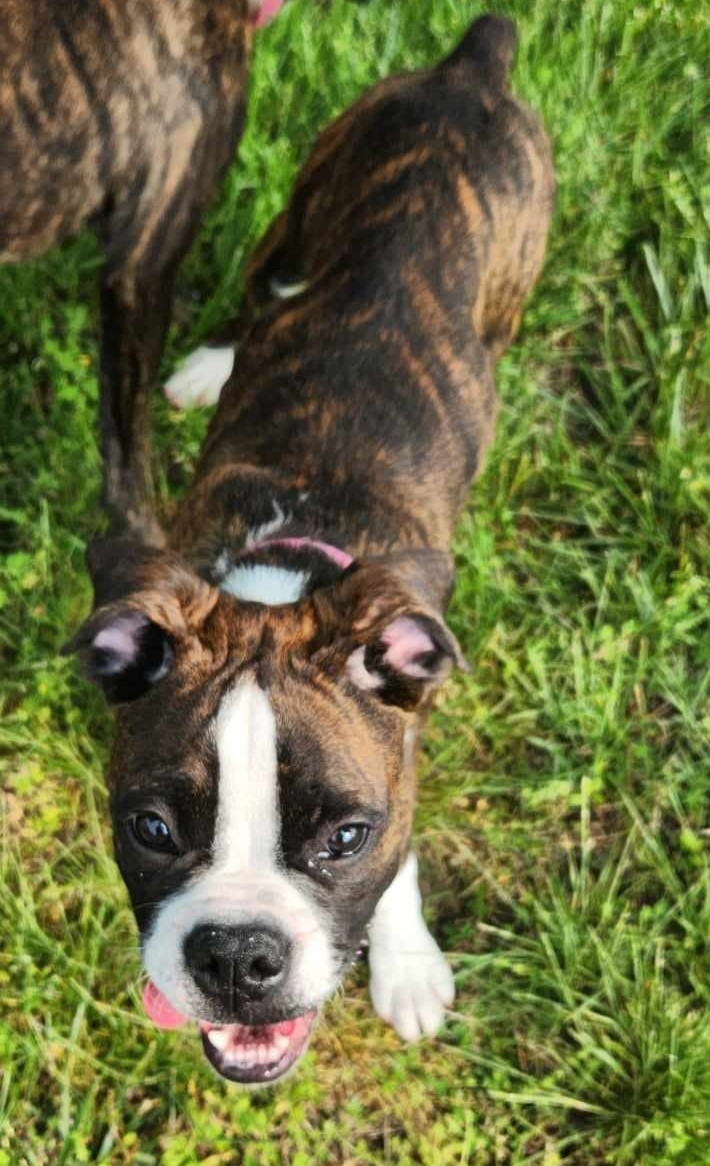 Enlarge Ellie, a Adopted Boxer in Westminster, MD image 3/3