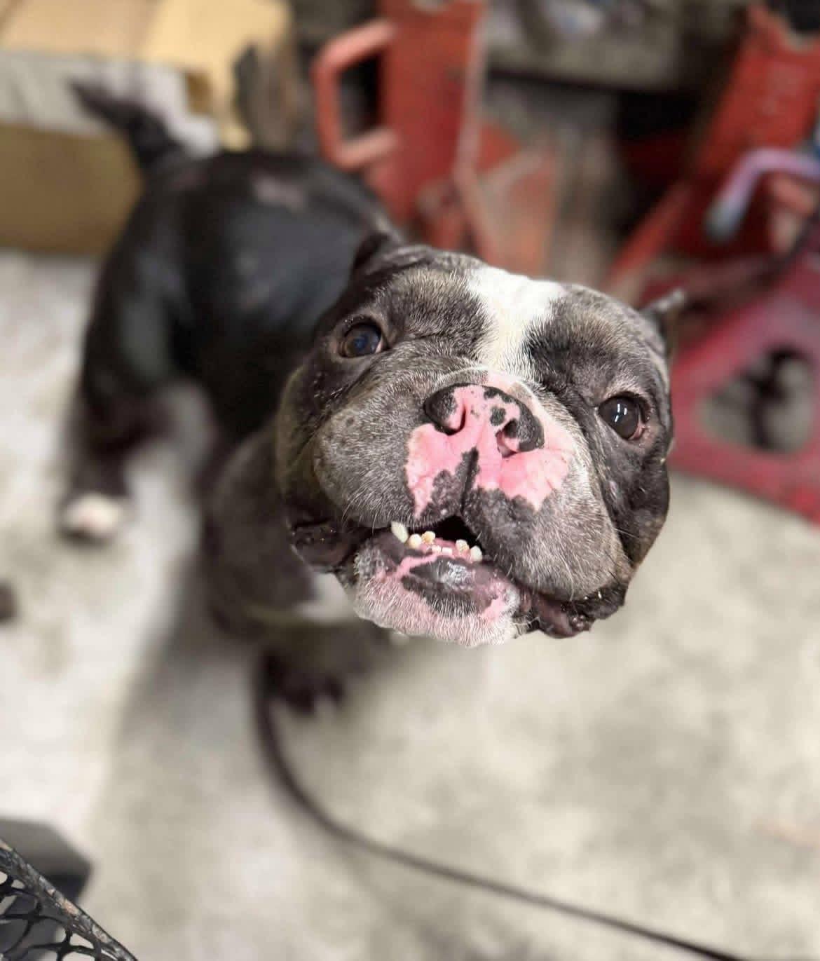 Jinx, a Adoptable mixed breed in Sanford, FL image 2/6