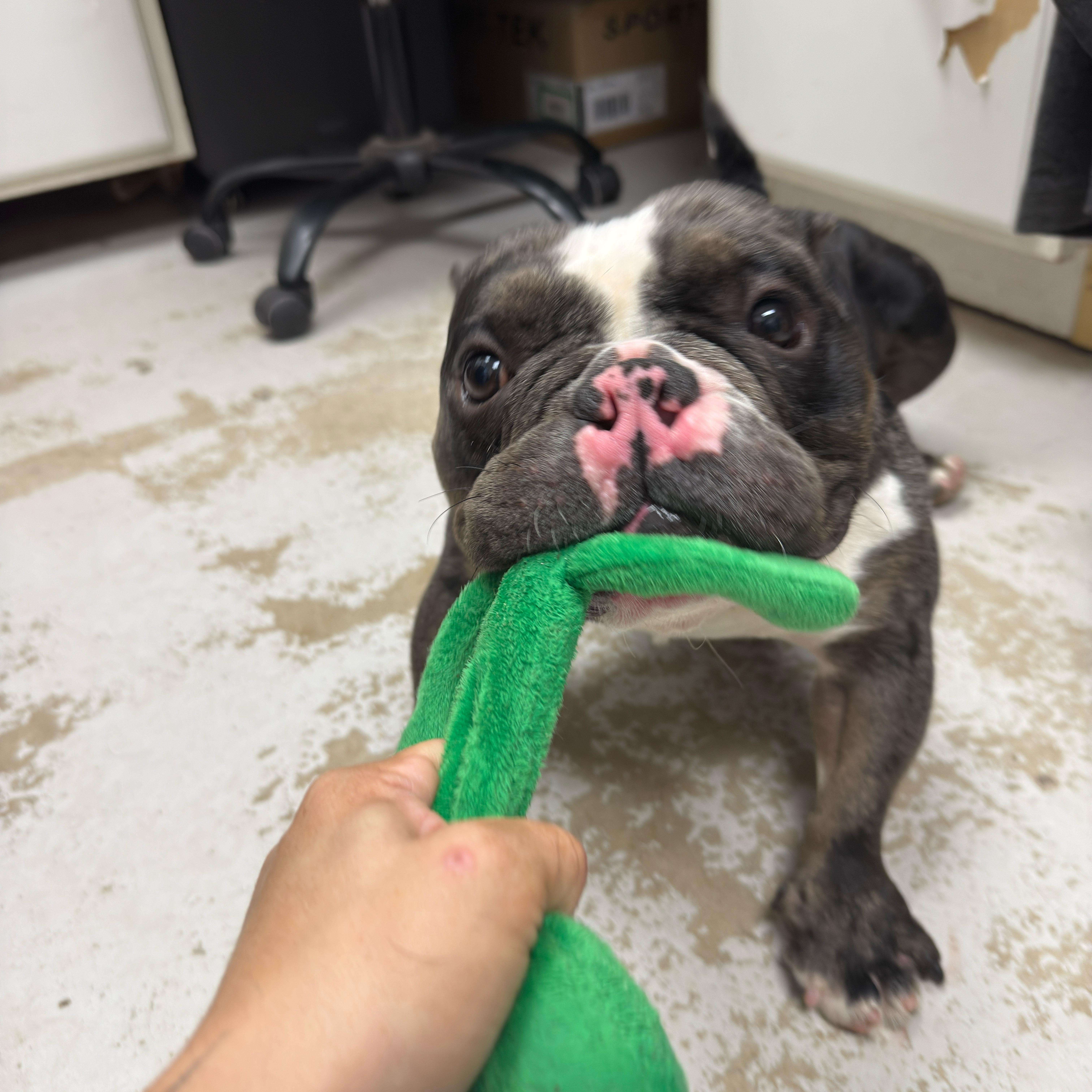 Jinx, a Adoptable mixed breed in Sanford, FL image 5/6