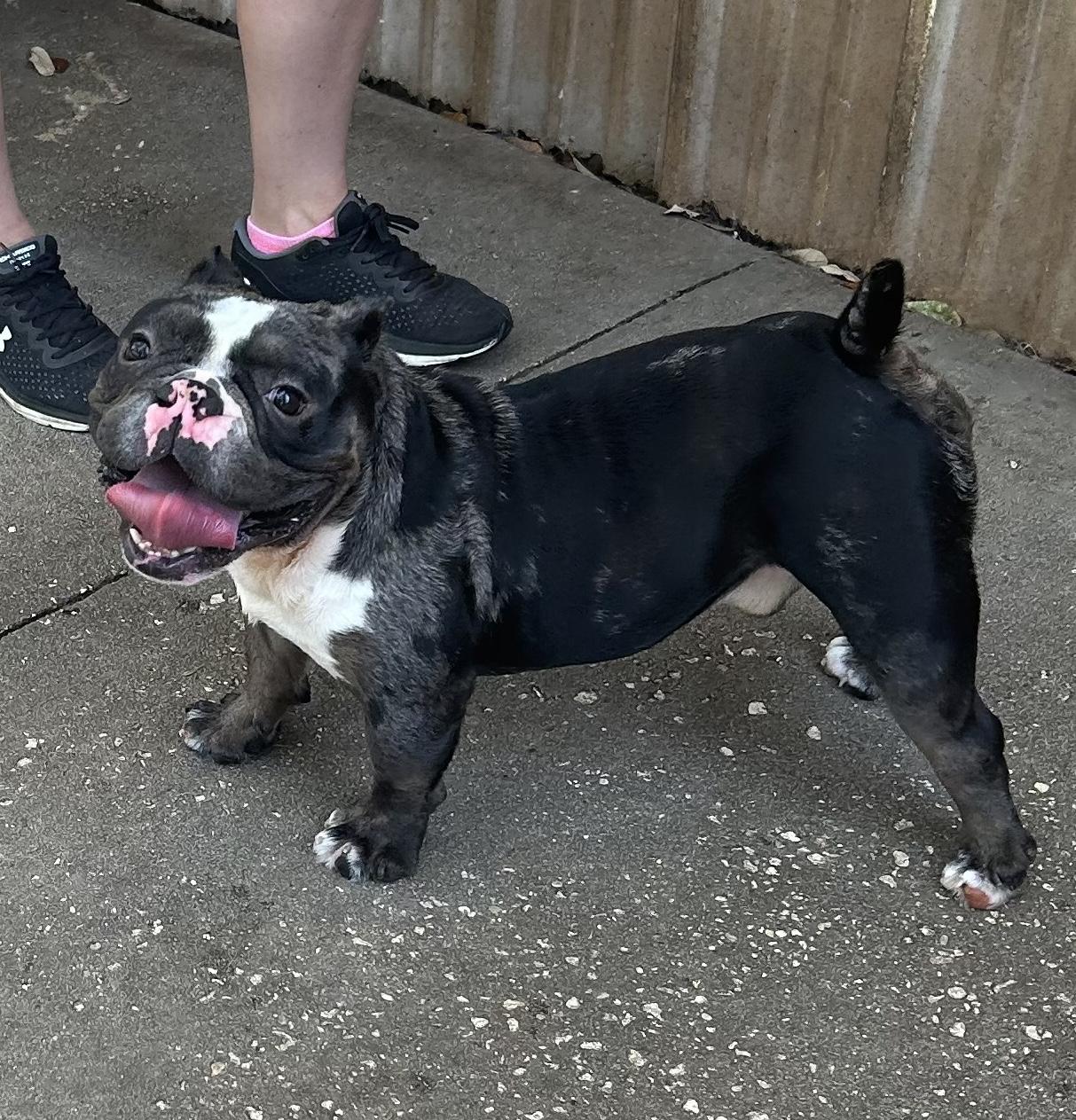 Jinx, a Adoptable mixed breed in Sanford, FL image 3/6