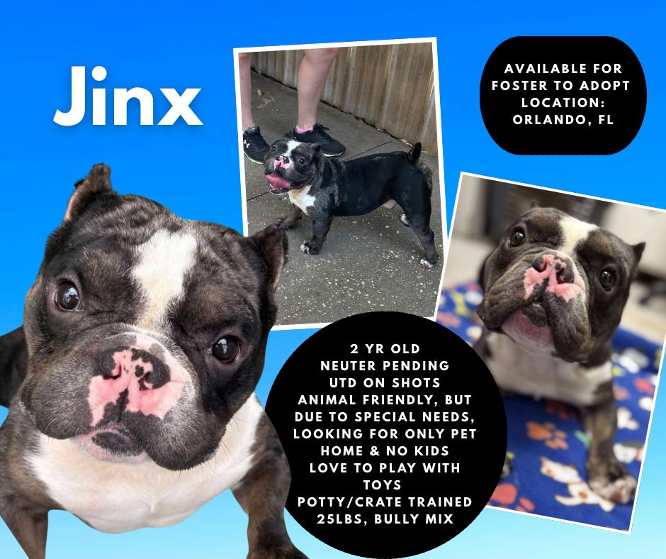 Jinx, a Adoptable mixed breed in Sanford, FL image 6/6