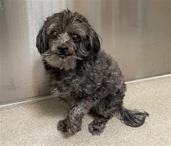 GOMDULLY, Adoptable, Senior Male Shih Tzu & Mixed Breed.