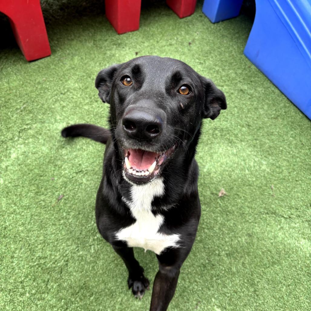 Enlarge Niko, a Adoptable Shepherd in Memphis, TN image 1/5