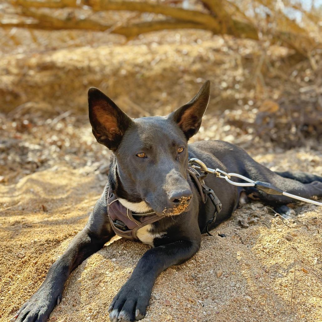 Enlarge Niko, a Adoptable Shepherd in Memphis, TN image 1/4