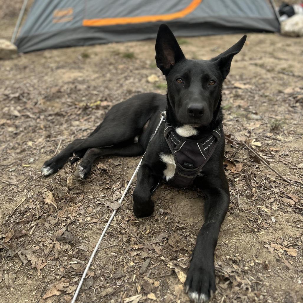 Enlarge Niko, a Adoptable Shepherd in Memphis, TN image 3/4