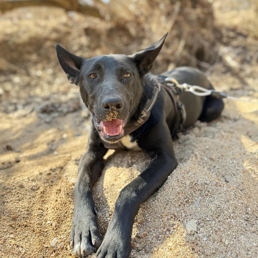 Enlarge Niko, a Adoptable Shepherd in Memphis, TN image 4/4