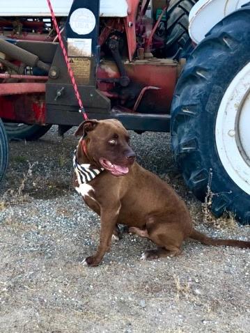 Calvin, a Adoptable mixed breed in Weston, MA image 2/3