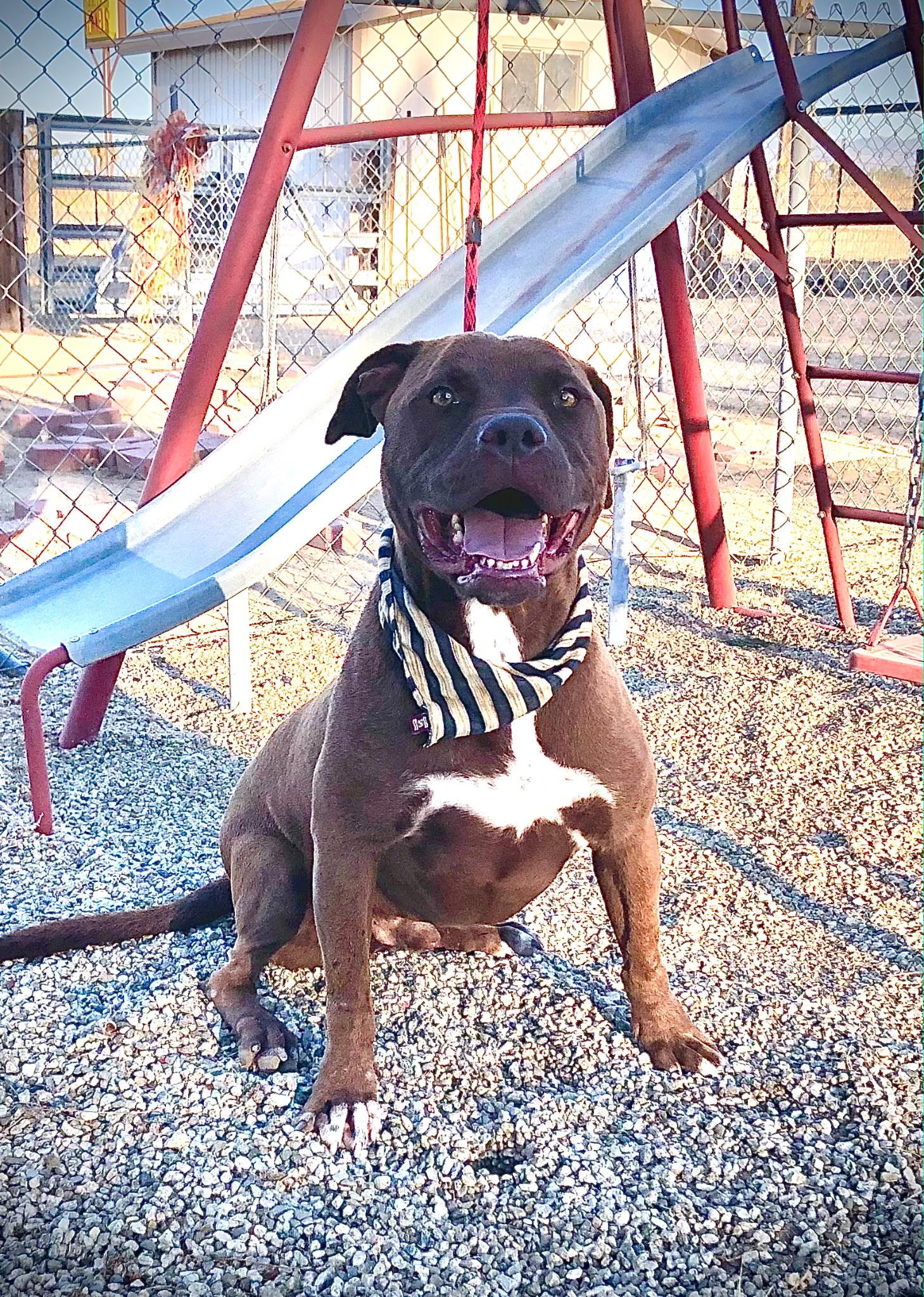 Calvin, Adoptable, Young Male Pit Bull Terrier & Bull Terrier.