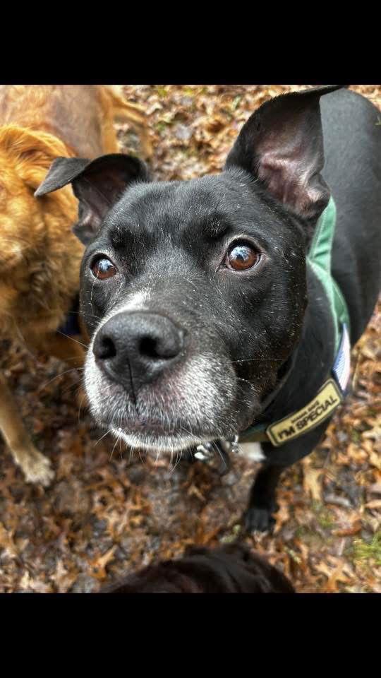 Trevor waiting 1 year, a Adoptable Terrier in Herndon, VA image 2/3