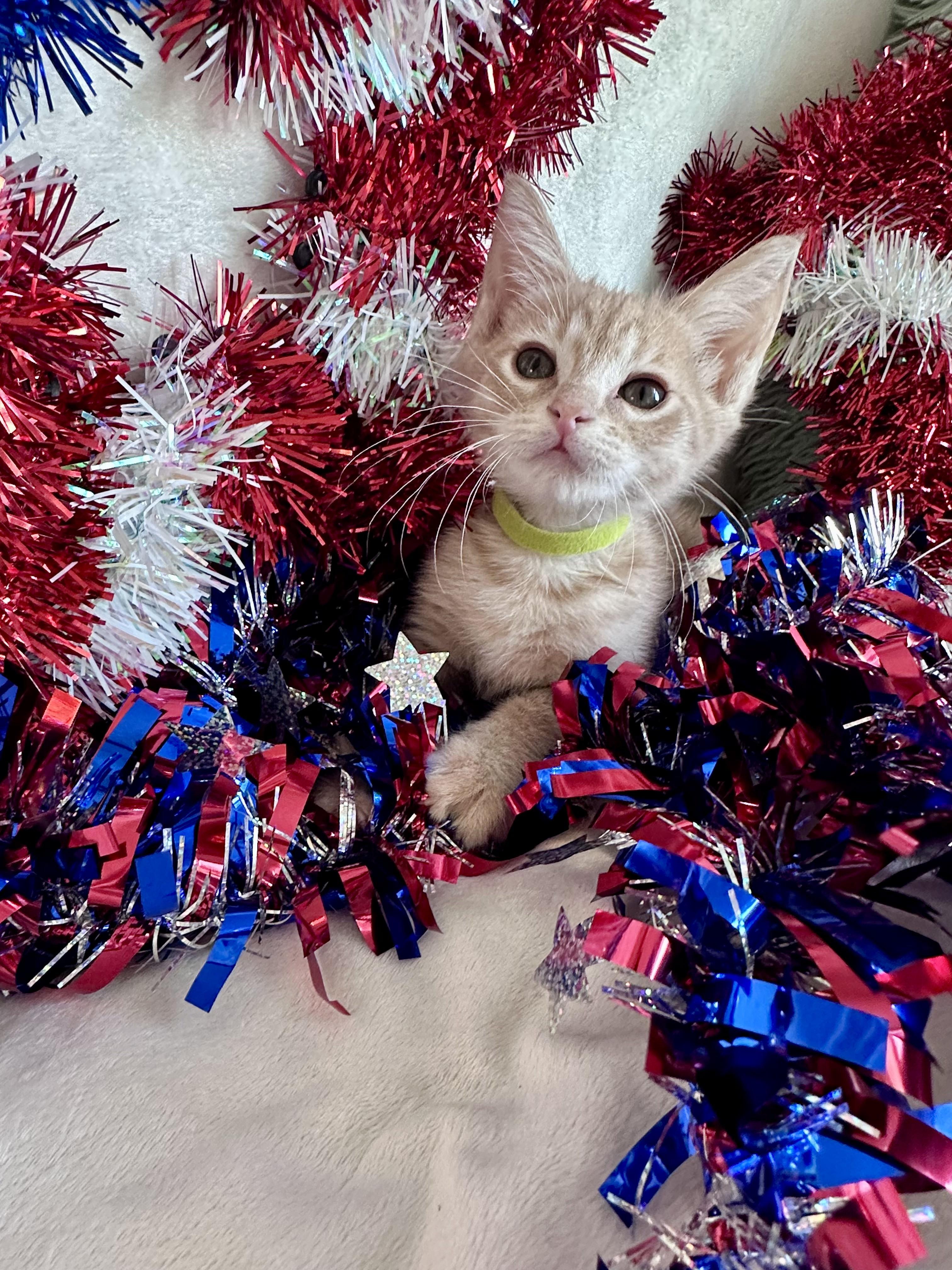 Private Purr, Adoptable, Kitten Female Domestic Short Hair.