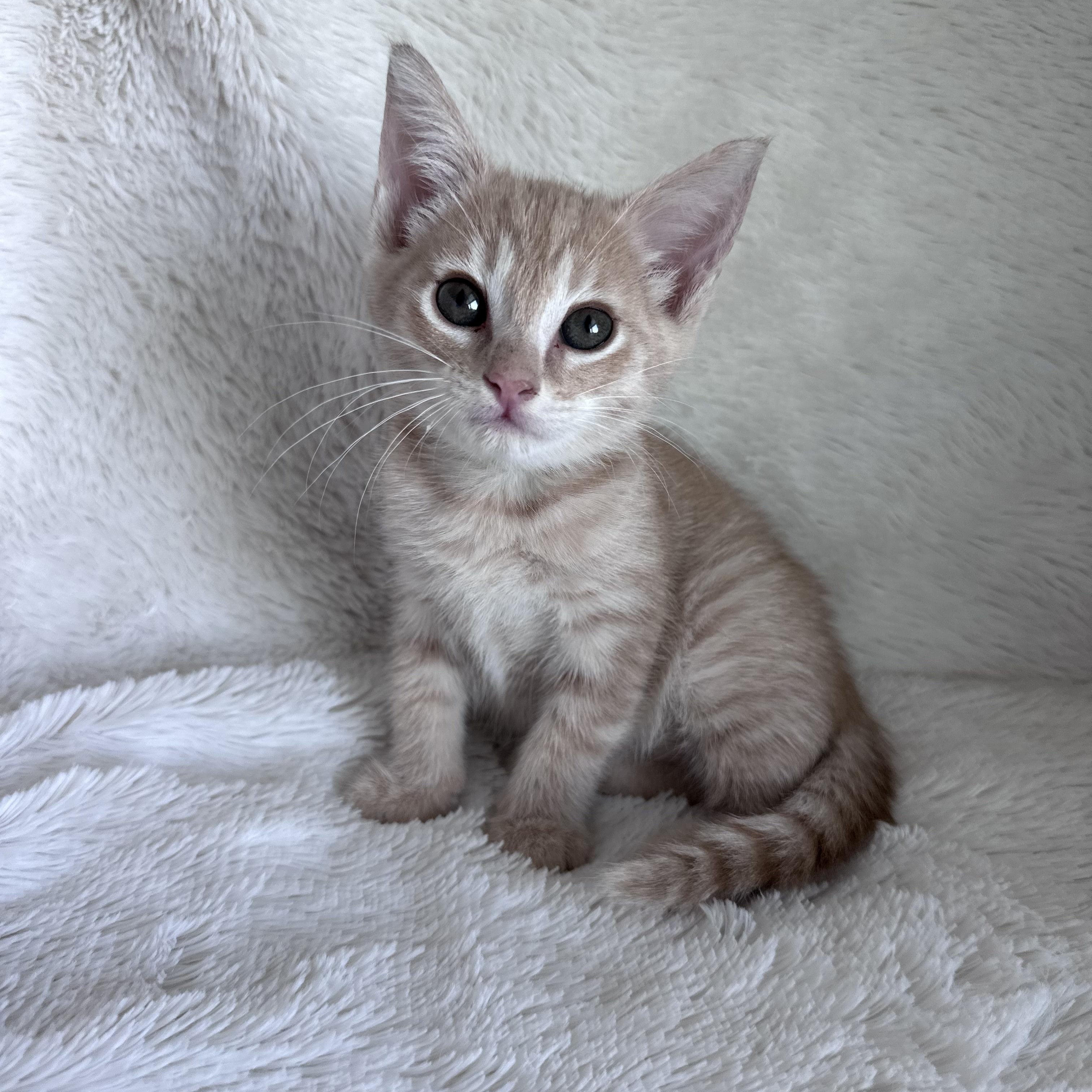 Private Purr, a Adoptable Domestic Short Hair in Bryan, TX image 2/3