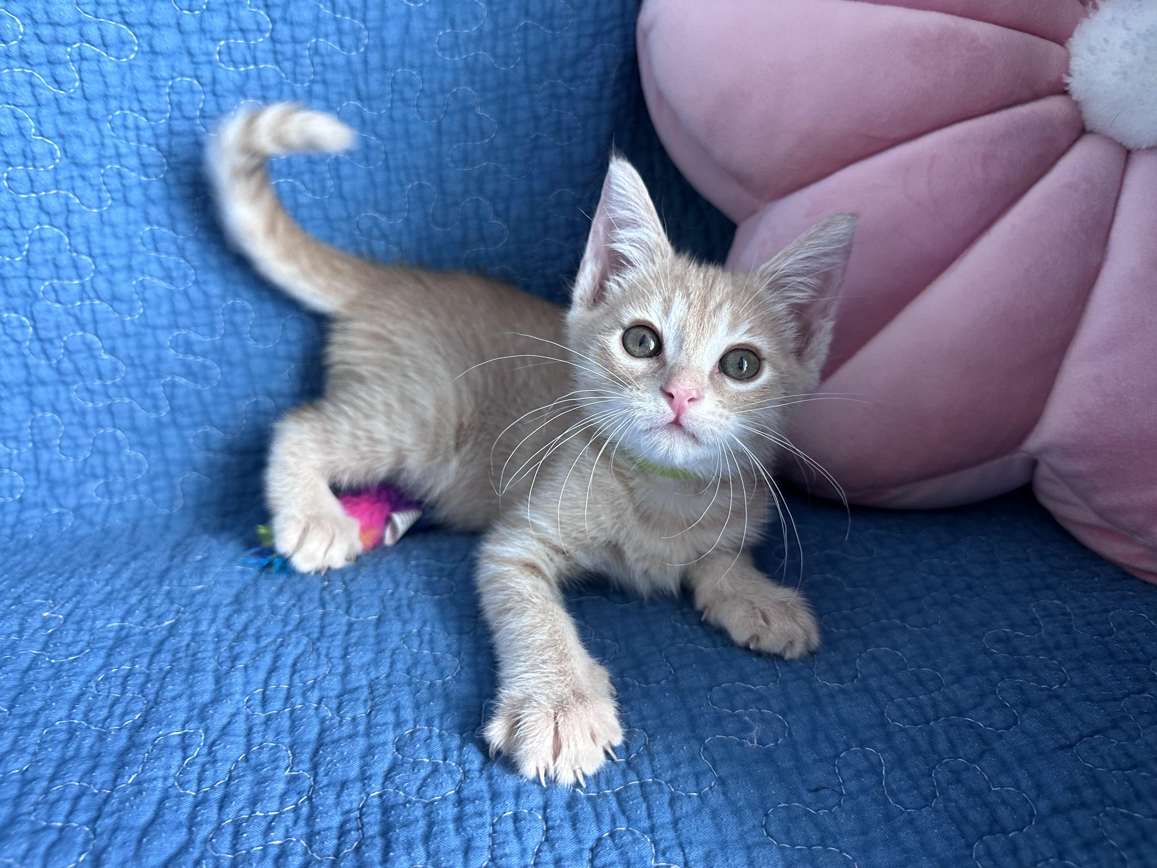 Private Purr, a Adoptable Domestic Short Hair in Bryan, TX image 3/3