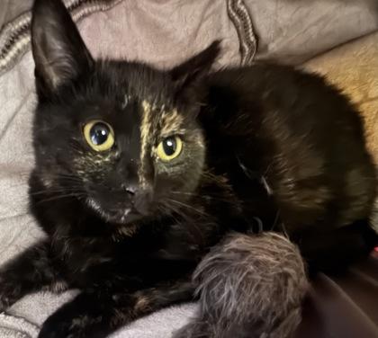 Enlarge Rose, a Adoptable mixed breed in Erin, ON image 1/1