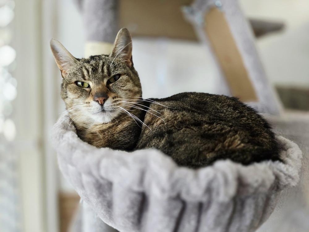 Zoe, Adoptable, Adult Female American Shorthair.
