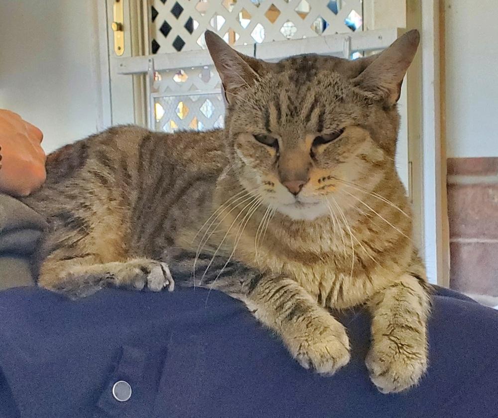 Zoe, Adoptable, Adult Female American Shorthair.