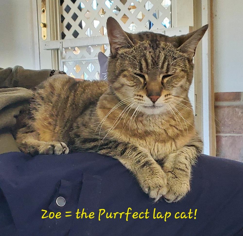 Enlarge Zoe, a Adoptable American Shorthair in Skippack, PA image 3/6