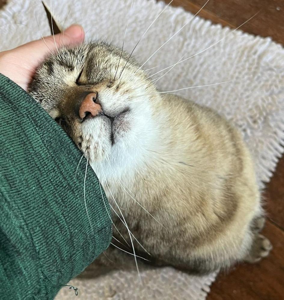 Enlarge Zoe, a Adoptable American Shorthair in Skippack, PA image 4/6