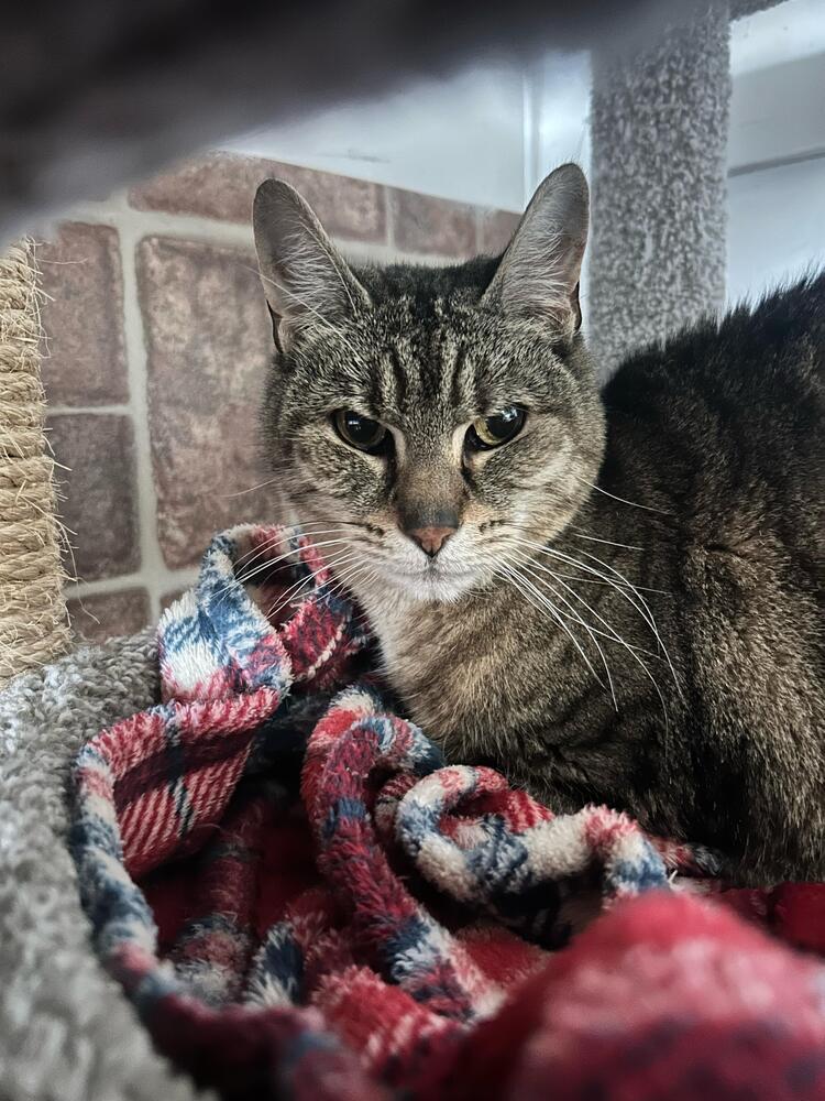 Enlarge Zoe, a Adoptable American Shorthair in Skippack, PA image 5/6