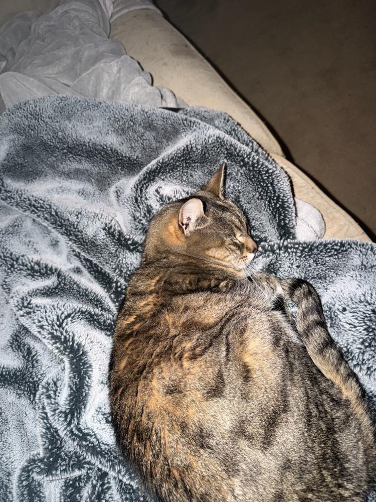 Enlarge Zoe, a Adoptable American Shorthair in Skippack, PA image 3/6