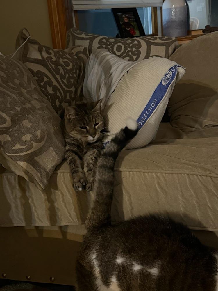 Enlarge Zoe, a Adoptable American Shorthair in Skippack, PA image 4/6