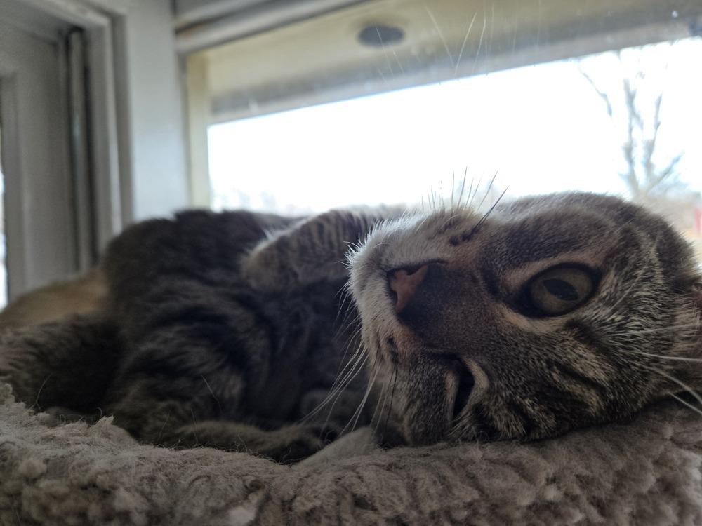 Enlarge Zoe, a Adoptable American Shorthair in Skippack, PA image 6/6