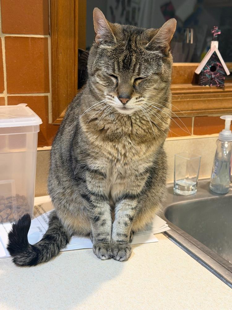 Enlarge Zoe, a Adoptable American Shorthair in Skippack, PA image 6/6