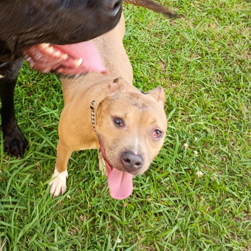 Ginger 5301, Adoptable, Adult Female Mixed Breed.