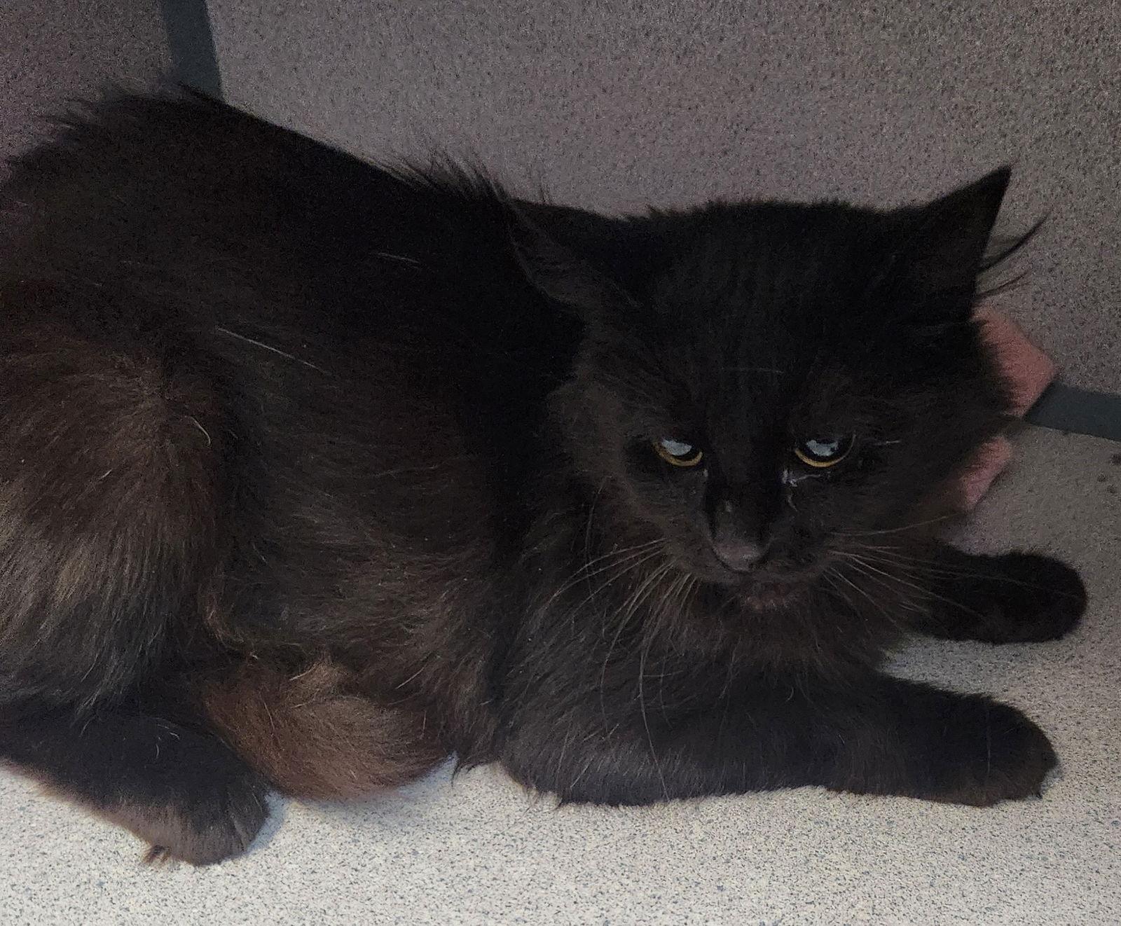 Enlarge Cribbage, a Adopted Domestic Long Hair in Knoxville, IA image 1/1