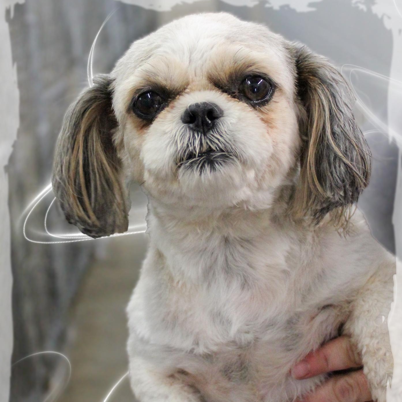 Daisy, adopted, Adult Female Shih Tzu.