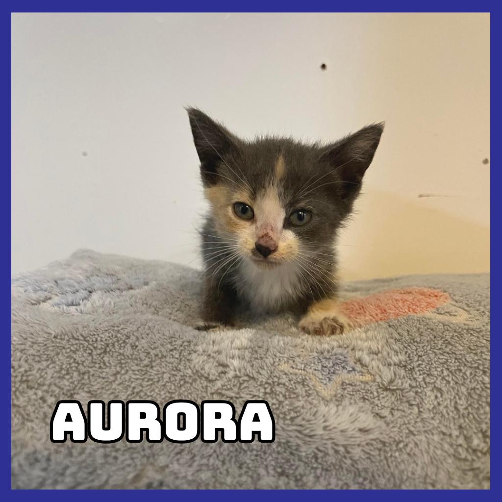Aurora, Adoptable, Kitten Female Domestic Short Hair.