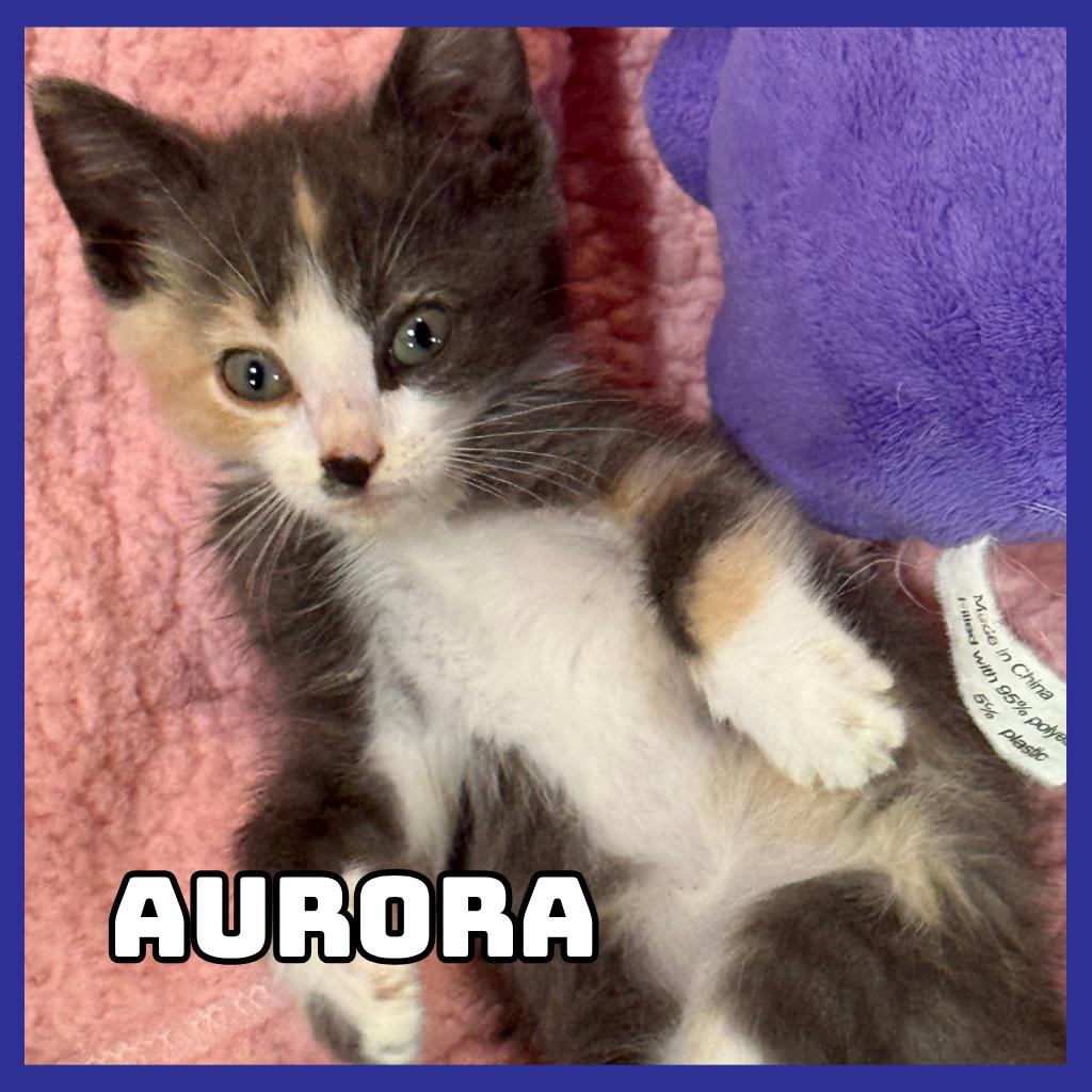 Enlarge Aurora, a Adoptable Domestic Short Hair in Glenwood, MN image 2/2