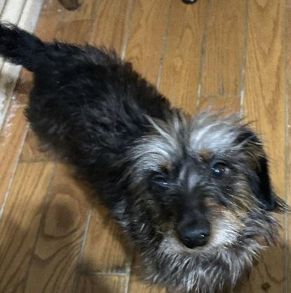 BELL THE DACHSHUND YORKIE, Adoptable, Young Female Dachshund (Long Haired).
