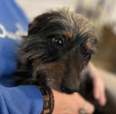 Enlarge BELL THE DACHSHUND YORKIE, a Adoptable Dachshund (Long Haired) in Georgetown, KY image 2/5