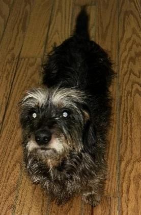 Enlarge BELL THE DACHSHUND YORKIE, a Adoptable Dachshund (Long Haired) in Georgetown, KY image 1/5