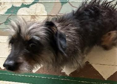 Enlarge BELL THE DACHSHUND YORKIE, a Adoptable Dachshund (Long Haired) in Georgetown, KY image 5/5