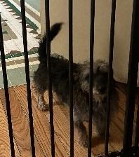 Enlarge BELL THE DACHSHUND YORKIE, a Adoptable Dachshund (Long Haired) in Georgetown, KY image 4/5