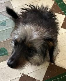 Enlarge BELL THE DACHSHUND YORKIE, a Adoptable Dachshund (Long Haired) in Georgetown, KY image 3/5