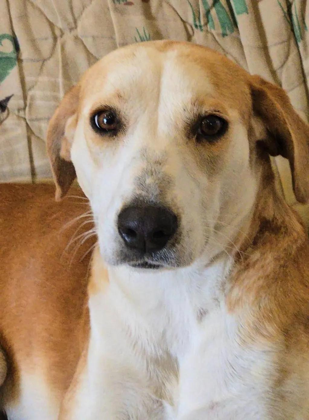 Allie, an adoptable Golden Retriever, Bloodhound in Ferriday, LA, 71334 | Photo Image 1