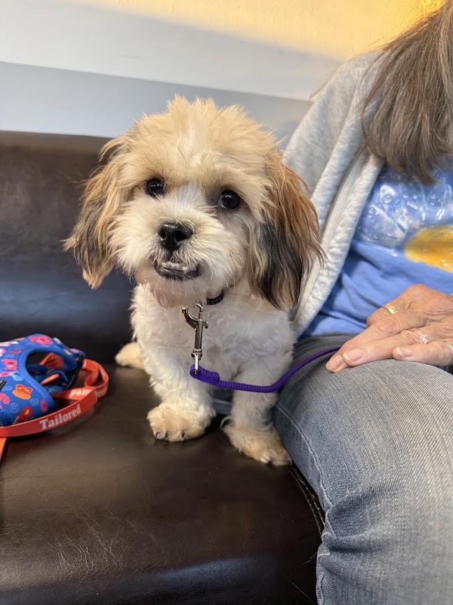 Nicolas, Adoptable, Adult Male Havanese & Poodle.