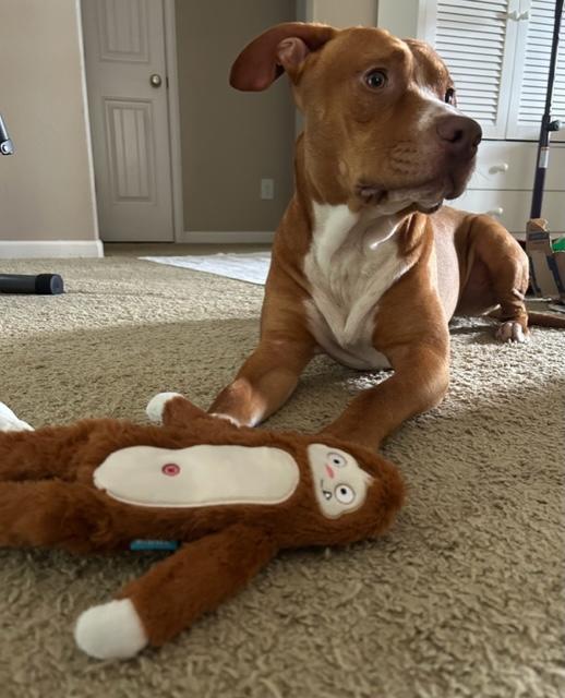 Enlarge Leroy, a Adoptable mixed breed in Cairo, GA image 2/5