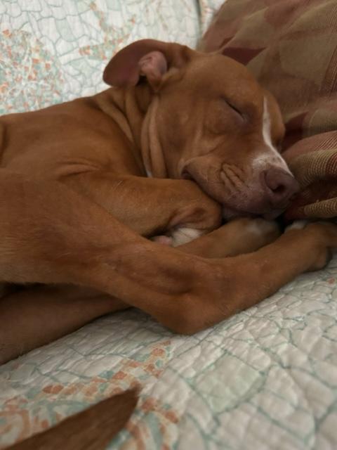 Leroy, Adoptable, Adult Male Bulldog.