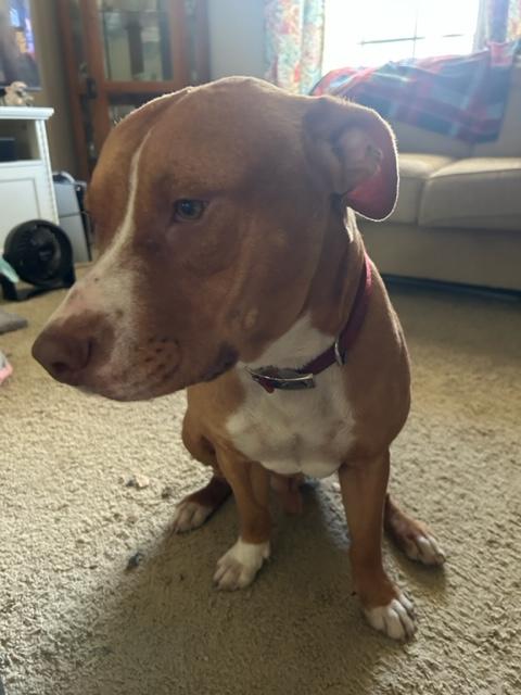 Enlarge Leroy, a Adoptable mixed breed in Cairo, GA image 5/5