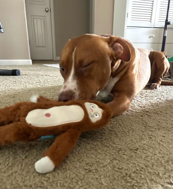 Leroy, Adoptable, Adult Male Bulldog.