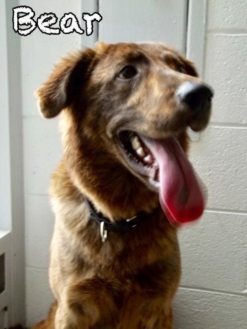 Dax, a Adoptable mixed breed in Tulsa, OK image 2/5