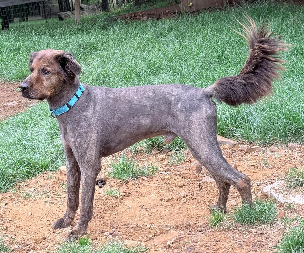 Dax, a Adoptable mixed breed in Tulsa, OK image 3/5