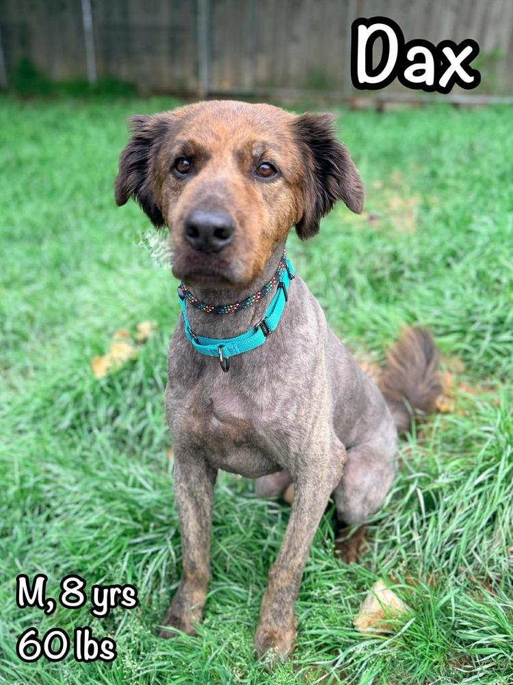 Dax, Adoptable, Adult Male Dutch Shepherd.