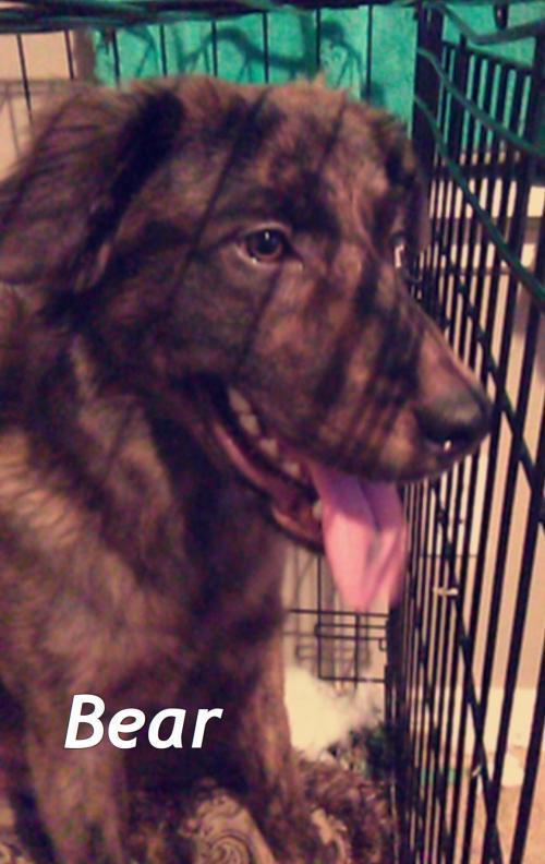 Dax, a Adoptable mixed breed in Tulsa, OK image 4/5