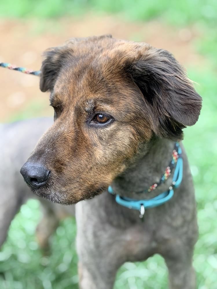 Dax, a Adoptable mixed breed in Tulsa, OK image 5/5