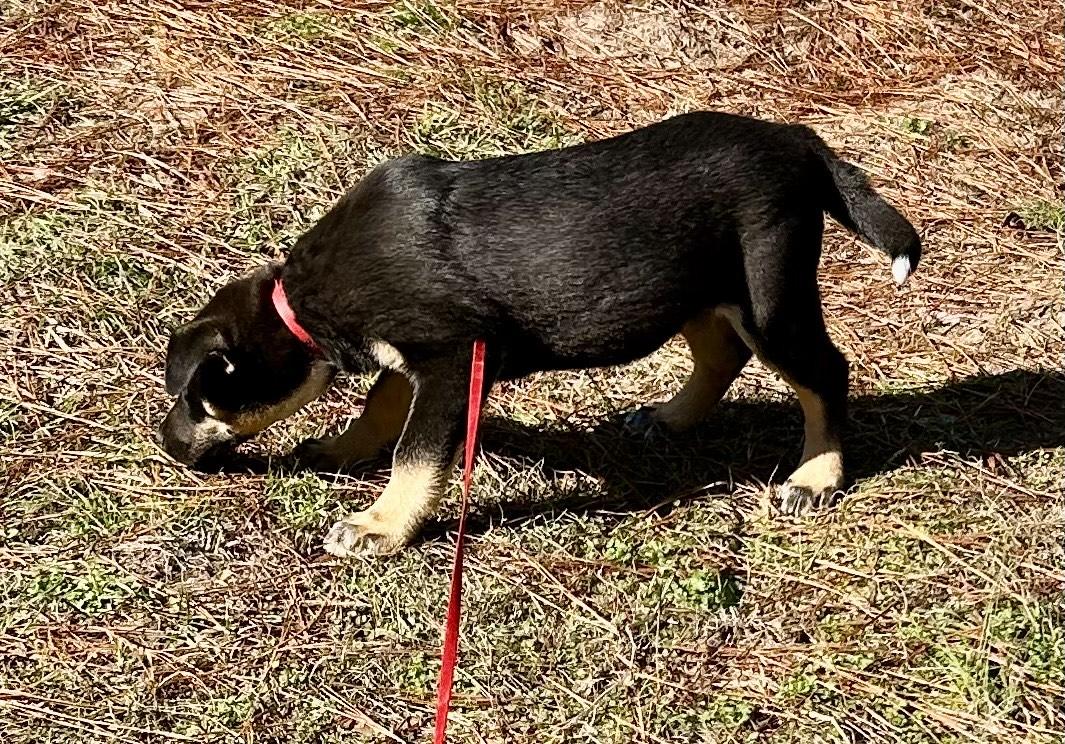 Abraham, ADOPTABLE, Puppy Male German Shepherd Dog & Australian Shepherd.