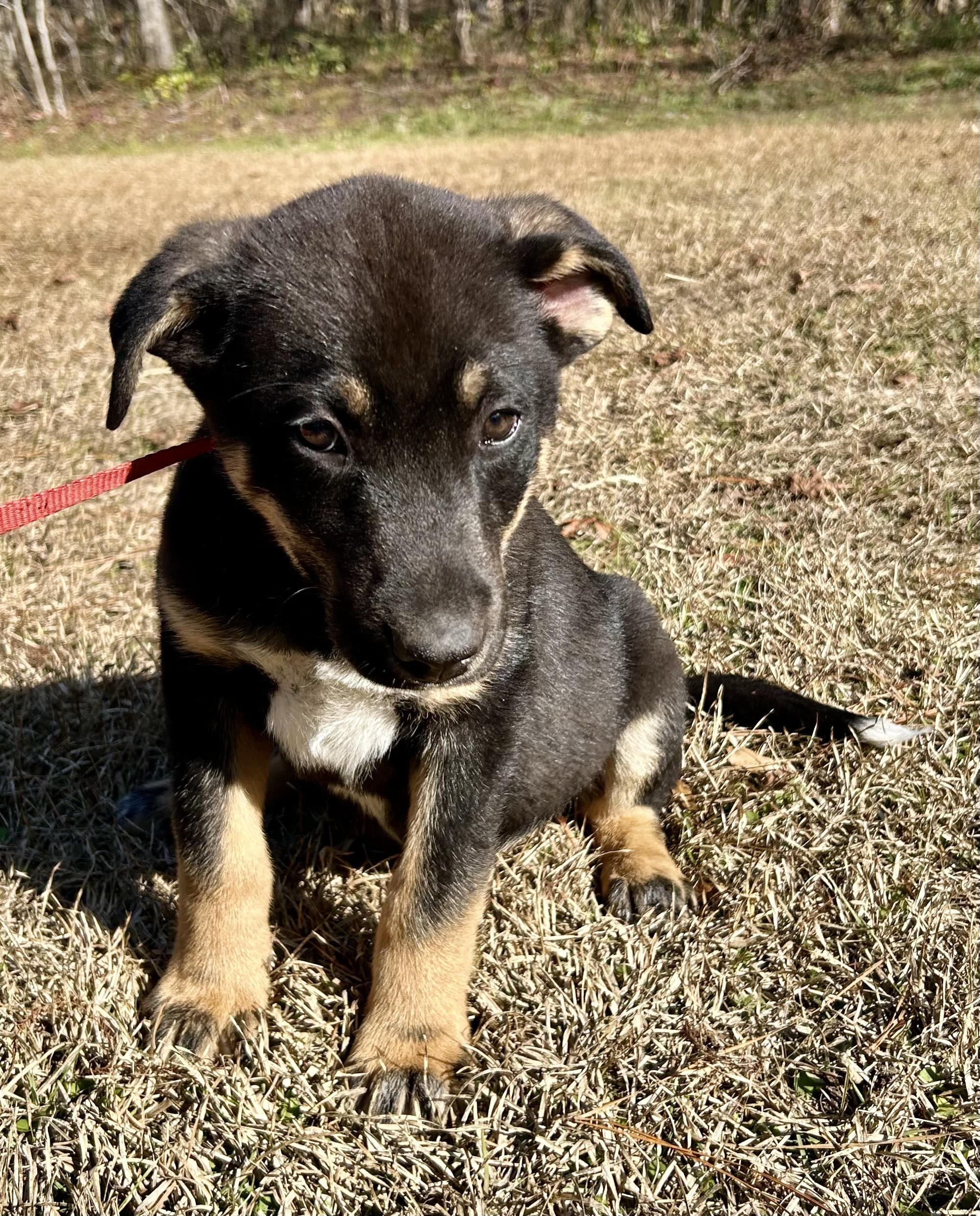 Enlarge Abraham, an adopted mixed breed in Allentown, NJ image 2/4